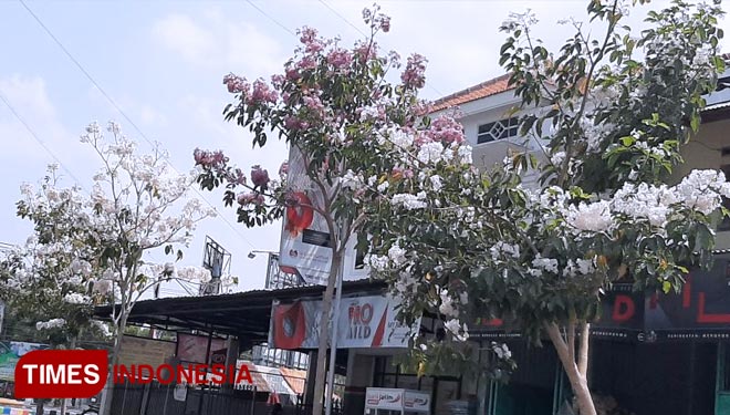 Di sejumlah ruas jalan utama di Kota Madiun, bunga tampak bermekaran. (Foto: Bambang H Irwanto/TIMES Indonesia)