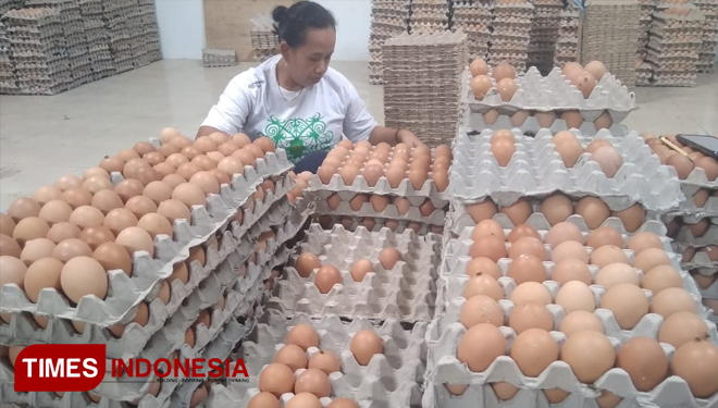 Peternak ayam petelur di Desa Dadaplangu Kecamatan Ponggok Kabupaten BlitarSeorang peternak sedang menata telur, Kamis (21/11/2019) (Foto: Sholeh/TIMES Indonesia)