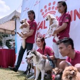 Dog Lovers Community of Malang to Say No to Dog Meat Trade