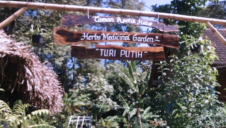 Kampung Toga Turi Putih Blitar Miliki Ratusan Jenis Tanaman Obat Times Indonesia