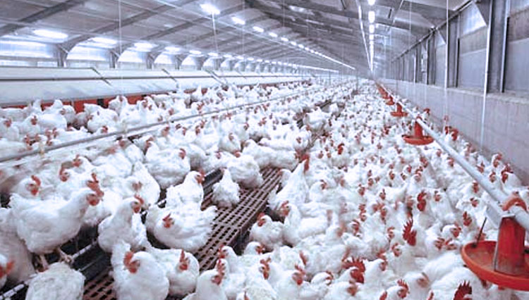 Belum Terima Bantuan Kandang, Masyarakat Menolak Bantuan Ayam dari Kementan RI