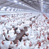 Belum Terima Bantuan Kandang, Masyarakat Menolak Bantuan Ayam dari Kementan RI