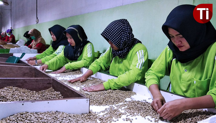 The Robusta coffee. (Picture by: Agung Sedana/TIMES Indonesia)