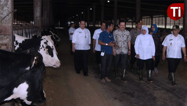 Gubernur Jawa Timur, Khofifah Indar parawansa saat meninjau peternakan Greenfields (FOTO: Binar Gumilang/TIMES Indonesia)