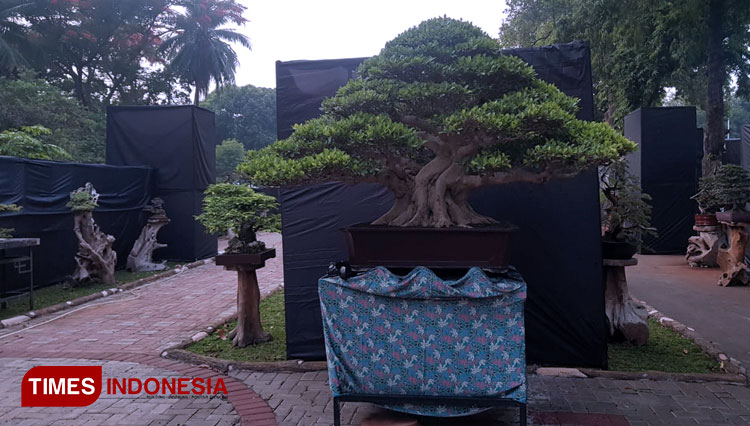 BOnsai-a.jpg