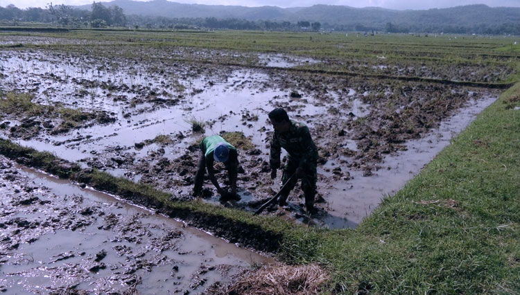 Hiraukan Terik Matahari, Babinsa Koramil 0808/10 Kademangan Ikut Bantu Petani di Sawah