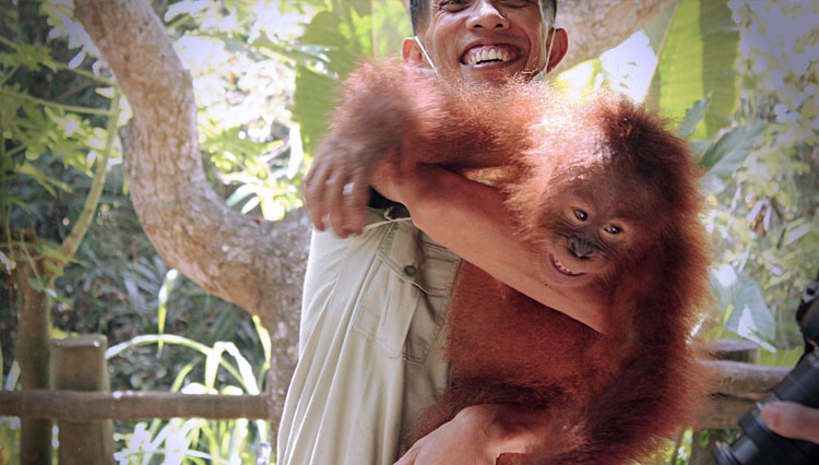 Anak-Orangutan-Sumatera-2.jpg