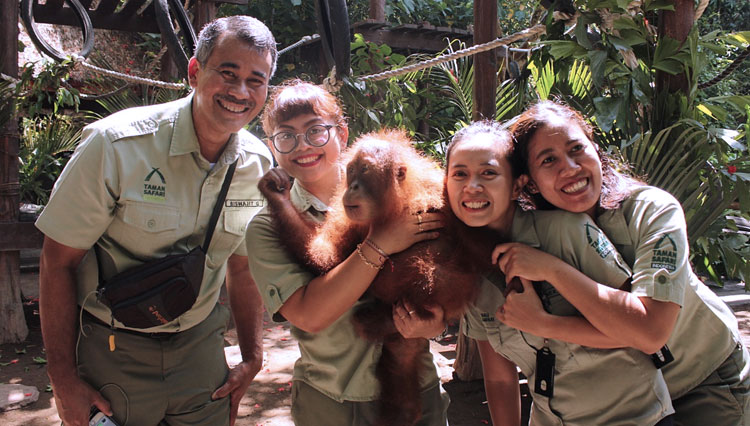 Anak-Orangutan-Sumatera-3.jpg