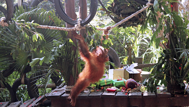 Anak Orangutan Sumatera, Bonbon dilepaskan Bali Safari and Marine Park ke alam bebas. (FOTO: Bali Safari and Marine Park)