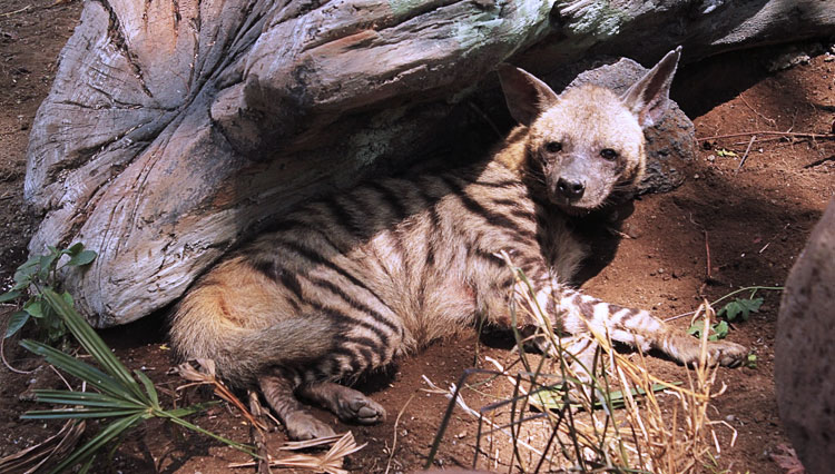 Eksotis-Savana-Tropis-Striped-Hyena-3.jpg