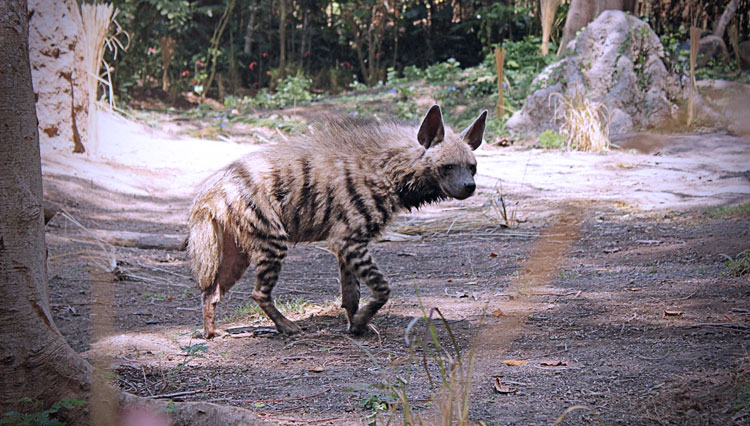 Bali Safari Park dan Marine Park menghadirkan satwa baru yang sangat unik, Striped Hyena. (FOTO: Bali Safari and Marine Park)