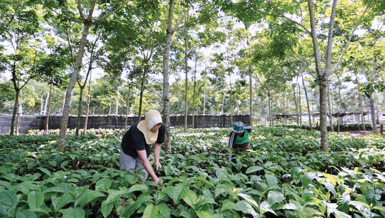 Banyuwangi Kembangkan Wisata Kreatif Berbasis Kopi Khas