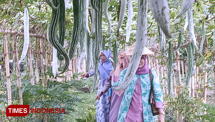 Pengunjung saat melihat kebun pare ulo di Jogja Youth Farm. (Foto: totok hidayat/TIMES Indonesia)