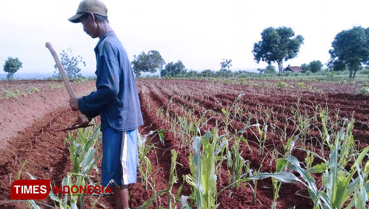 Ulat Tentara Amerika Serang Tanaman Jagung di Tuban