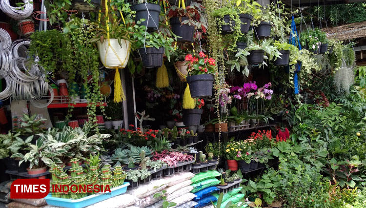 Hundreds of variety of flower you could find at Pasar Bunga Splendid Malang. (FOTO: Fransiska/TIMES Indonesia)