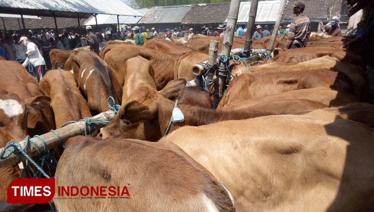 Waspada Antraks, Ini Langkah Disnakkeswan Lamongan