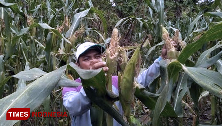Berantas Hama Tanaman Jagung, DPKP Tuban Beri Bantuan Pestisida