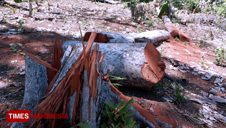 Profauna Temukan Pembalakan Liar Besar Besaran Di Hutan Lindung Sendiki Malang TIMES Indonesia