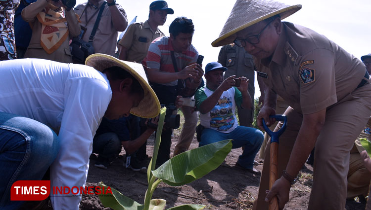 Bupati Blitar menanam pisang Cavendish di Kecamatan Selopuro Kabupaten Blitar, Selasa (21/1/2020). (Foto: Sholeh/TIMES Indonesia)