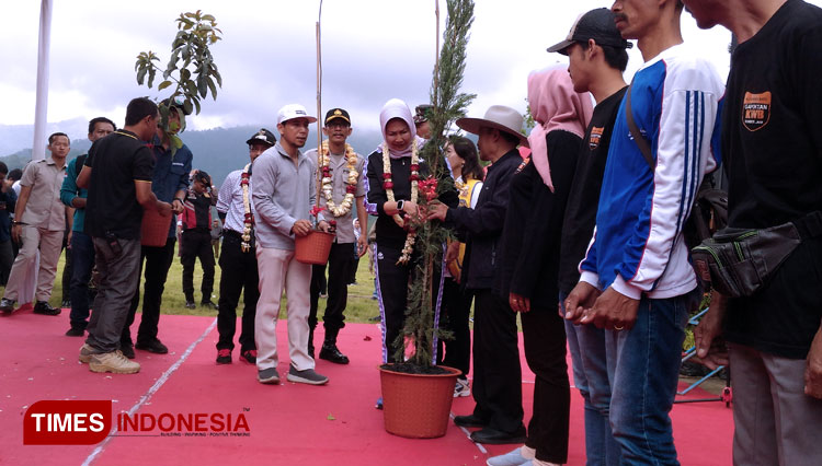 bibit-pohon-pemecah-angin-a.jpg