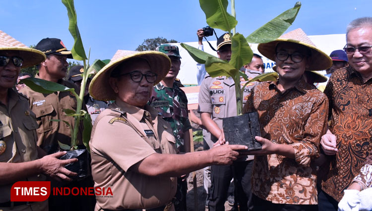 Indonesia Kembangkan Pisang Cavendish di Blitar untuk Ekspor