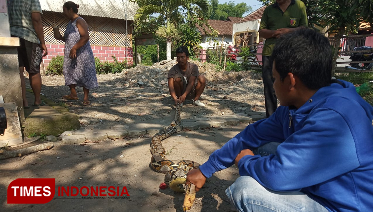 Warga Desa Papungan Kecamatan Kanigoro Kabupaten Blitar menangkap seekor ular piton yang masuk kelingkungan warga, Rabu (22/1/2020). (Foto: Sholeh/ TIMES Indonesia)