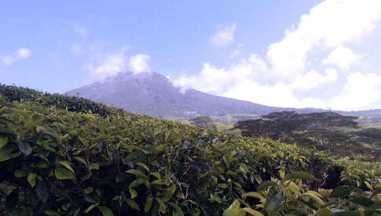 Gunung Dempo di Pagar Alam (Foto : Nefri Inge/Liputan6)