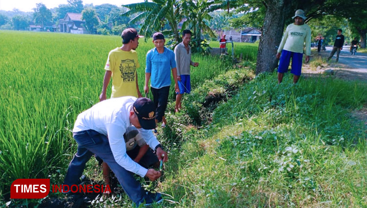 Petani Ngawi mencoba menggunakan mercon asap untuk membasmi hama tikus. (FOTO: Ardian Febri TH/TIMES Indonesia)