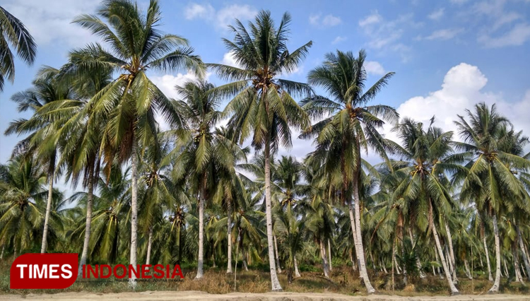 The beauty of Teluk Payo, Banyuasin II, Banyuasin, South Sumatera. (Photo: Asri For TIMES Indonesia)