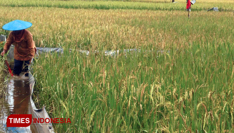 ILUSTRASI - Lahan pertanian. (FOTO: dok. TIMES Indonesia)