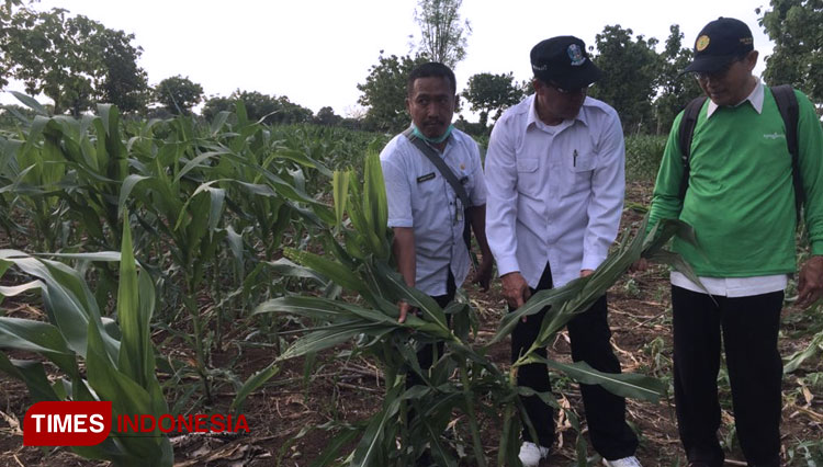 Prihatin Hama Tikus, Setiajit Beri Bantuan Obat Pembasmi Tikus dan Rumah Burung Hantu