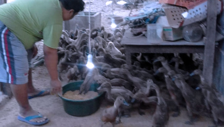 Daging bebek dari peternakan Sri Rejeki Kota Madiun sehat dan lebih kenyal. (Foto: Istimewa)