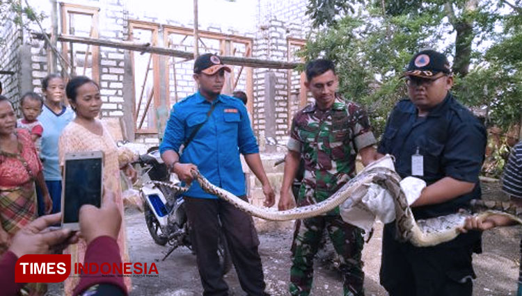 Ular piton yang berhasil ditangkap personel BPBD Tuban, Rabu, (13/02/2020). (FOTO: BPBD Tuban for TIMES Indonesia)