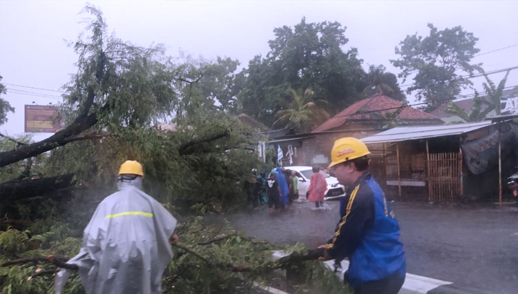 Pohon asem berukuran besar yang ada di Jalan Magelang km 9, Mulungan Kulon, Mlati Sleman tumbang dan menutupi jalan. (FOTO: Istimewa)