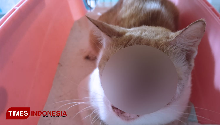 Kucing milik Ibu Ulfiyah, warga Blok Pesantren, Desa Beringin, Kecamatan Ciwaringin, Kabupaten Cirebon, yang ditembak mata bagian kirinya. (FOTO:  Muhamad Jupri/TIMES Indonesia)