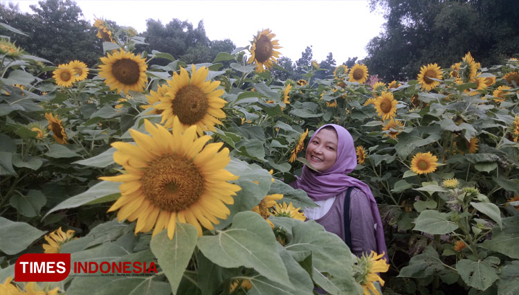 Kreatif Pemuda Jombang Ini Gagas Wisata Bunga Matahari Times Indonesia
