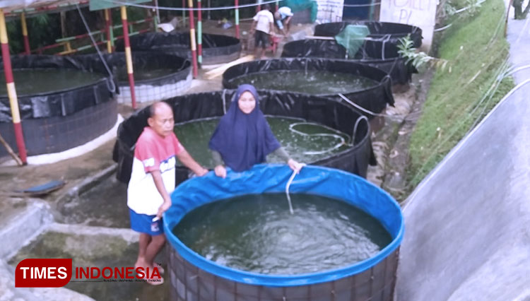 Mahasiswi Politeknik Kelautan Dan Perikanan Sorong Belajar Ternak Nila