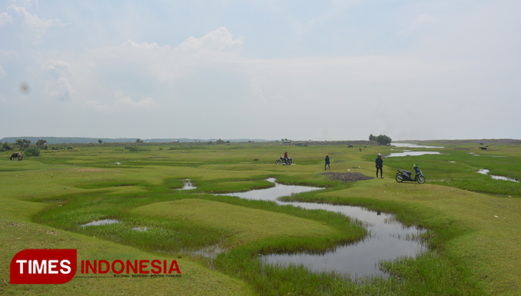 All green as your eyes goes at a savanna in Lumajang. (Photo: Qomaruddin Hamdi/TIMES Indonesia)