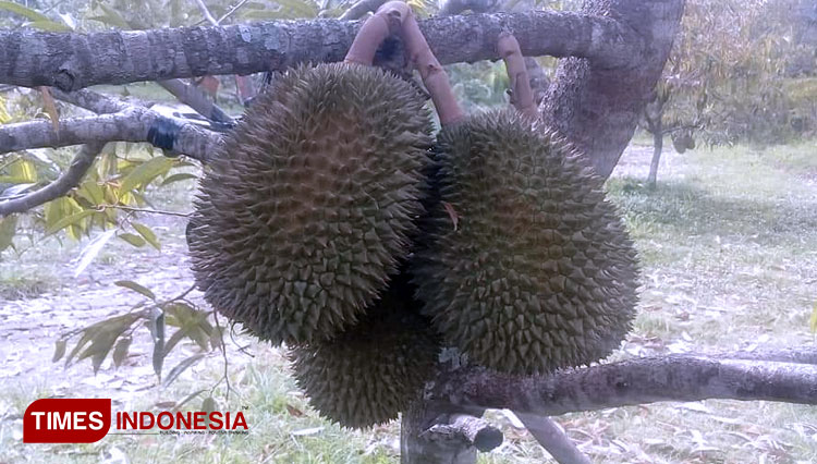 Durian hanging on its tree at a farm in Ngebel, Ponorogo. (Photo: Evita Mukharomah / TIMESIndonesia)