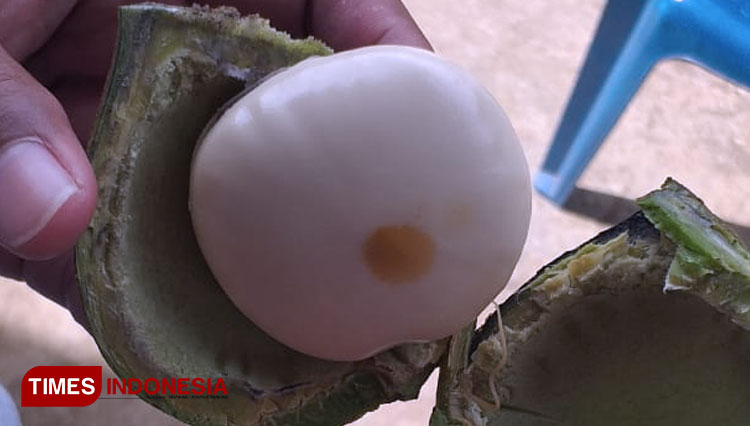 Petai-Raksasa-a.jpg