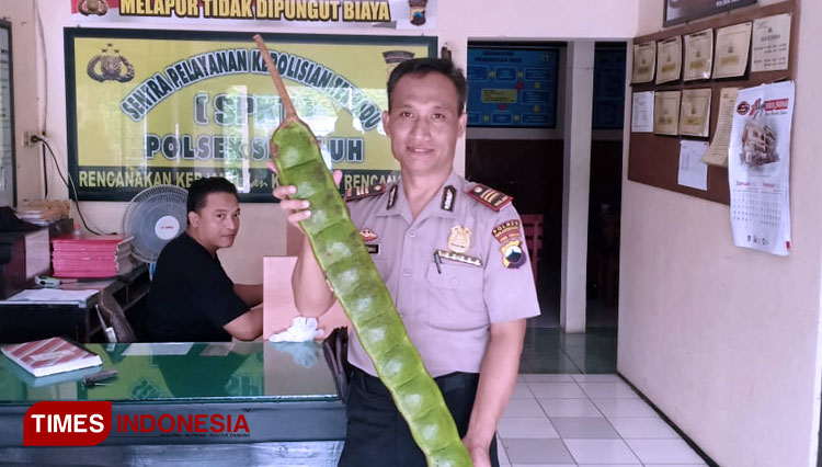 The Chief Officer of Sigaluh Police Departmemt AKP Prio Jatmiko pose with giant petai on his hands. (PHOTO: Muchlas Hamidi/TIMES Indonesia)