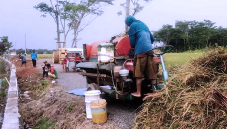 Para petani padi Desa Pantirejo, Kecamatan Kesesi, Kabupaten Pekalongan, Jawa Tengah, sudah memanfaatkan jalan aspal hasil TMMD Reguler Pekalongan.