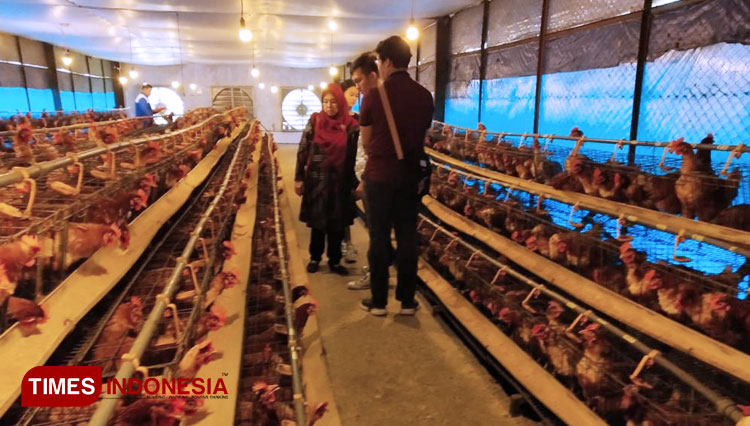 Bbpp Batu Produksi Telur Omega 3 Yang Ampuh Perangi Corona Times Indonesia