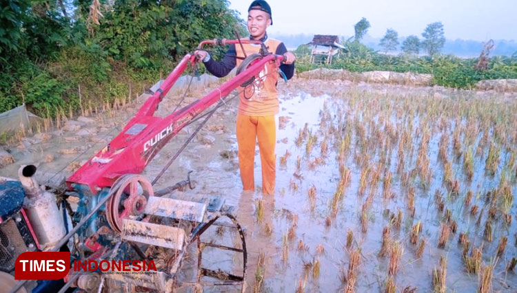 Zudha (mahasiswa) Polbangtan Malang saat mengopersikan traktor di lahannya membantu orang tua saat sedang menjalani belajar dirumah (4/4). (FOTO: AJP TIMES Indonesia)