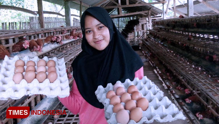 Aktivitas Dya Ayu Novitasari, mahasiswa Polbangtan Malang dari Ponorogo saat sedang panen telur membantu orang tuanya.  (FOTO: AJP TIMES Indonesia)