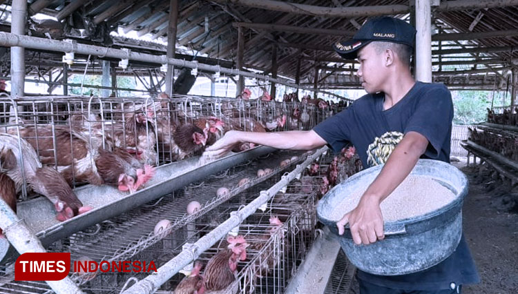 Wahyu Pratama, sedang memeberi pakan ayam petelur membantu orang tuanya, sambil mengikuti pembelajaran online sekaligus praktikum dirumah. (FOTO: AJP TIMES Indonesia)