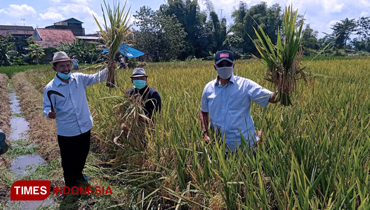 Panen perdana uji coba bibit padi unggulan varietas UM2400 produksi FPP UMM. (Foto: FPP UMM for TIMES Indonesia)
