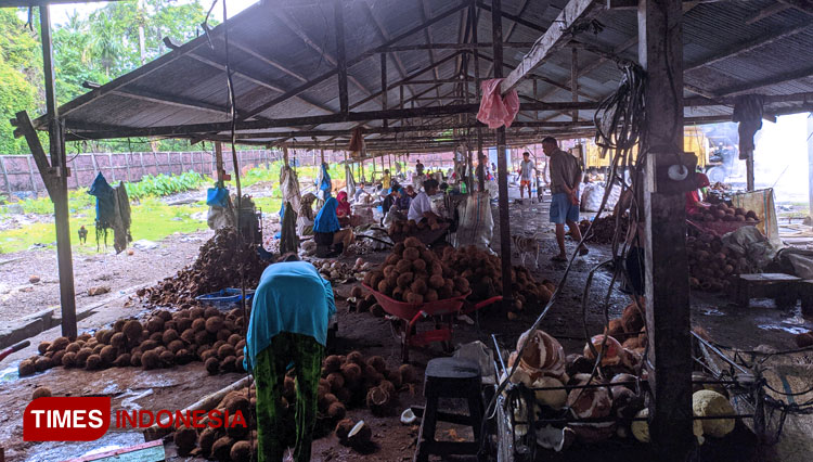 Puluhan pekerja buruh harian lepas di pabrik pembuatan tepung kelapa milik CV. Rejeki Bersamah di Desa Alus-Alus Simeulue, Aceh. (Foto: Kadri/TIMES Indonesia)