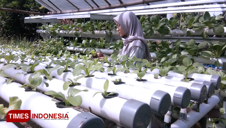 Sirrun Najwa Azelia (23), Pengusaha Tani Milenial alumni Polbangtan Malang asal Pacitan, penerima program PWMP Kementan (11/5).