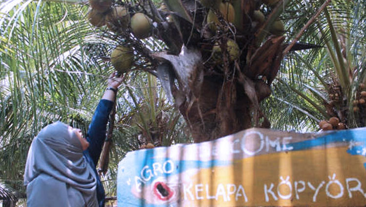 Kopyor coconut. (PHOTO: Rmoljateng.com)